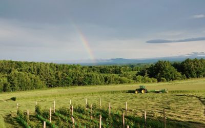 1番草の刈り取りです!