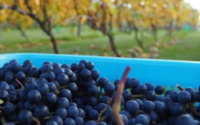 「ぶどうとワインの体験ツアー」